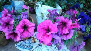 GALIFF STREET FLOWER PLANT MARKET IN 4K| ROSE PETUNIA| BENGAL LARGEST PLANT HAT|Best Flowers Foreve
