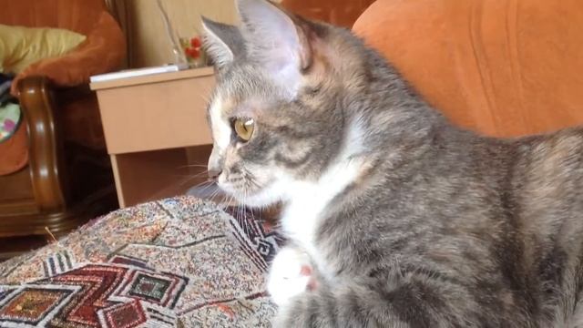 Кошка сломалась смотреть онлайн