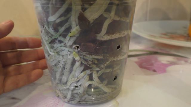 🔵 ШИКАРНАЯ ОРХИДЕЯ ЗА НЕДОРОГО! Какой будет уход за ней. смотреть онлайн