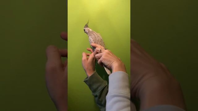 Перловый Корица с геном пестроты. Птенец Корелл. смотреть онлайн