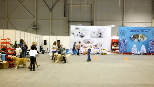 Выставка собак всех пород CACIB 2013 в Новосибирске, Часть 8 смотреть онлайн
