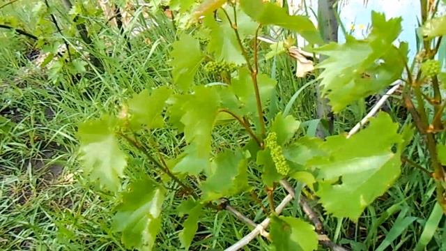 Совиньон Блан (Sauvignon Blanc) смотреть онлайн