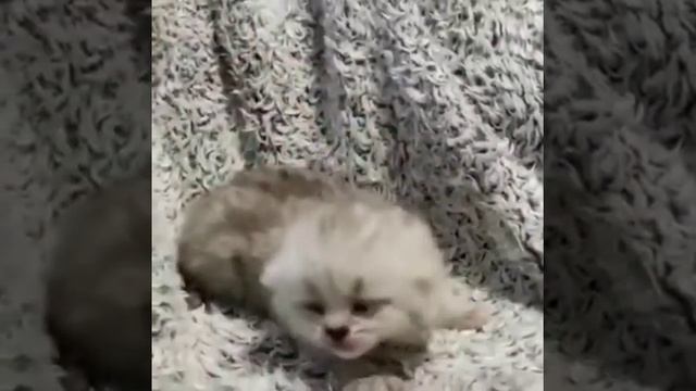 Котёнок породы Египетская МАУ смотреть онлайн