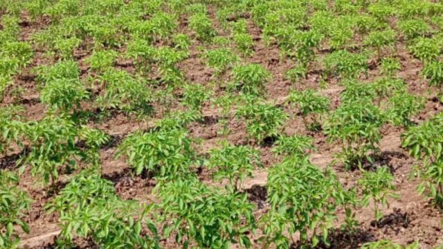 Bayer Crop Science Antracol Fungicide Uses in telugu | My Wildlife | Fungicides uses telugu смотреть онлайн