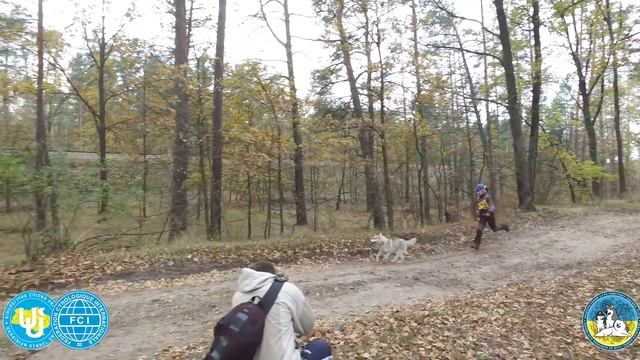 Листопад-Драйв 2016. Осенний драйленд в Киеве. Хаски, самоеды, маламуты смотреть онлайн