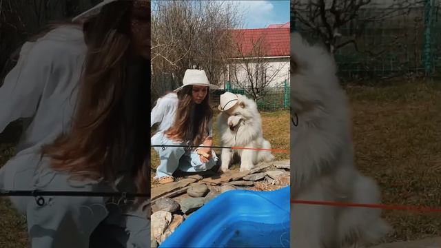 Рыбачим 😂 #животные #собака #самоед #комедия #скетч #юмор смотреть онлайн