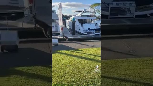 кенгуру упал смотреть онлайн