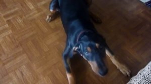 Немецкий пинчер лает