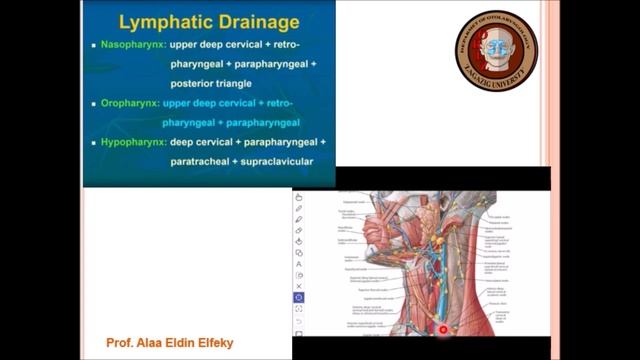 PHARYNX 1 Prof. Alaa Eldin Elfeky/ الأستاذ الدكتور: علاء الدين الفقى смотреть онлайн