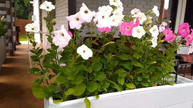 ПЕТУНИИ В САДУ*УКРАШАЕМ ОТКРЫТУЮ ВЕРАНДУ НА ДАЧЕ смотреть онлайн