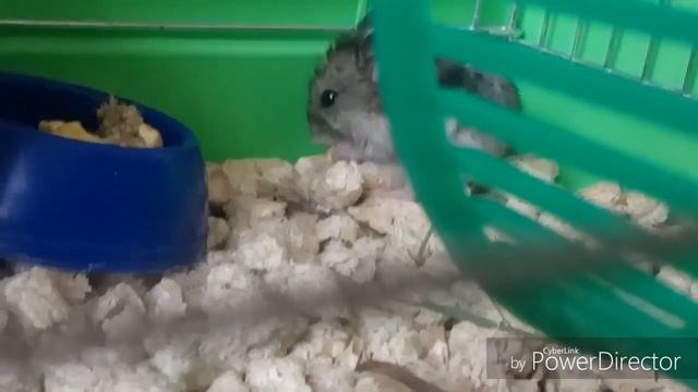 Джунгарский хомяк кушает | Милота зашкаливает?