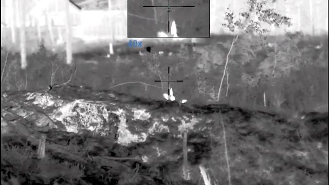 Pulsar Thermion 2 XP50 - Roe Deer Close смотреть онлайн