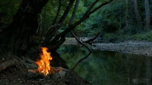 Клеома выращивание из семян. Когда надо сажать?