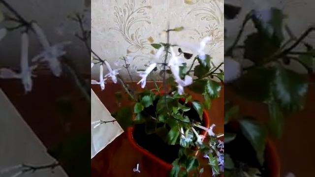 Обрезка плектрантуса.??? смотреть онлайн