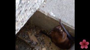 Летучая мышь издает жуткие звуки ?(прикол)