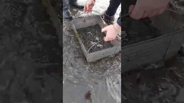 Как намыть мотыля зимой. Самодельная мотыльница 2023 смотреть онлайн