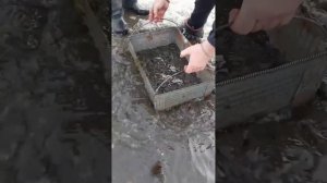 Как намыть мотыля зимой. Самодельная мотыльница 2023