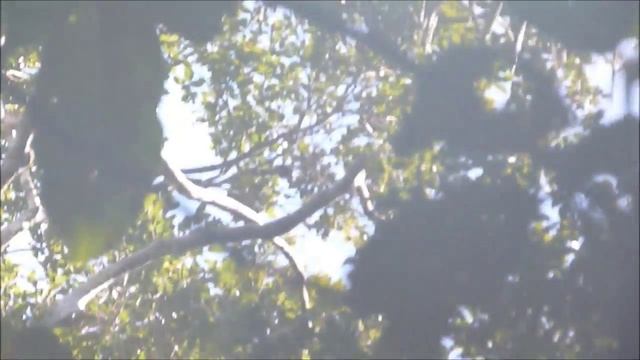 Cacajao Calvus - Pithecidae - Primate