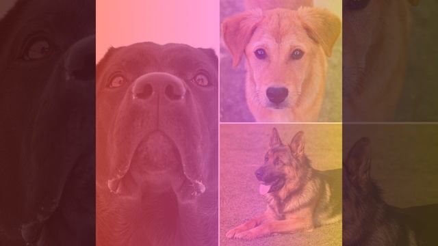 Fiery Stress Free Dog смотреть онлайн