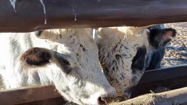 Big animals / большие животные смотреть онлайн