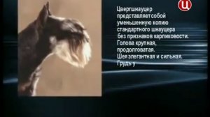 Все породы собак. Цвергшнауцер