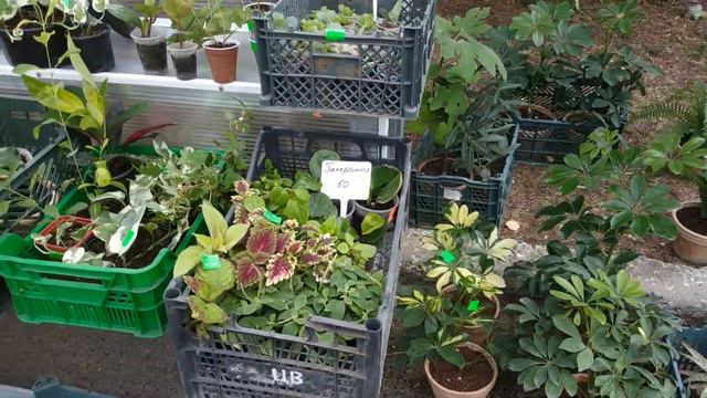 Выставка Донецкого ботанического сада в Ясиноватой