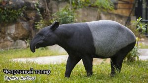 Голоса и звуки диких животных Азии 4K Ultra HD