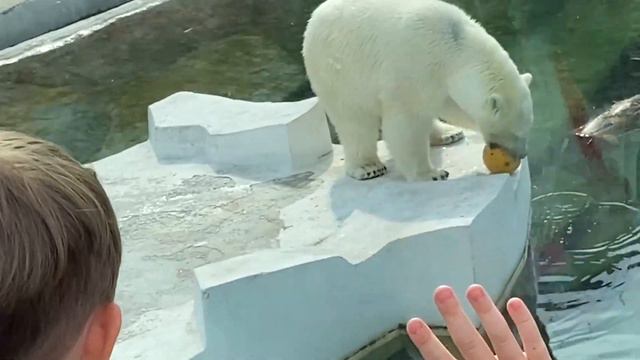 ВЛОГ | ЗООПАРК | ОЦЕНКА ЖИВОТНЫХ смотреть онлайн