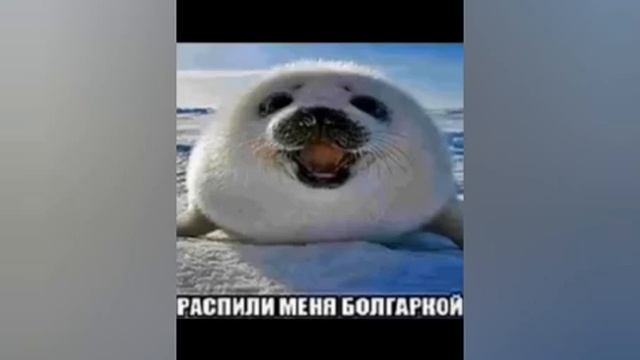 пожалуйста распили меня болгаркой мем