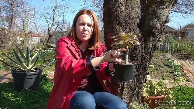 Эониум псевдоурбикум (aeonium Pseudourbicum)