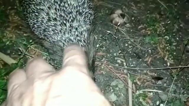 Погоня)
#ёж #сумерки #геленджик