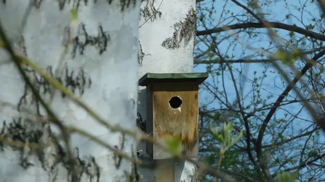 Горихвостки и мухоловки занимают синичники. смотреть онлайн