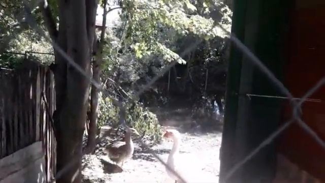 Рост картофеля в гребнях.Заготовка сена тримером с диском.Обзор птичьего хозяйства. смотреть онлайн