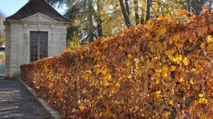 Живые изгороди в ландшафтном дизайне. Лучшие растения для живых изгородей.