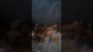 АСД 2 для цыплят