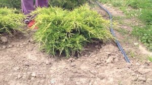 Можжевельник китайский. Juniperus chin. 'Kuriwao Gold'