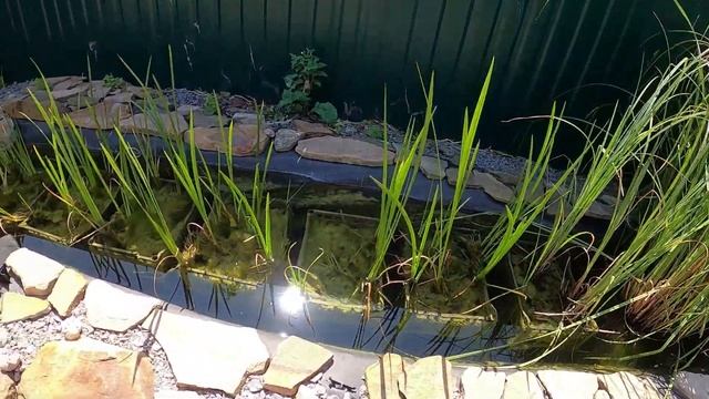 Ручні коропи коі в моєму ставку. Риби їдять з рук. смотреть онлайн