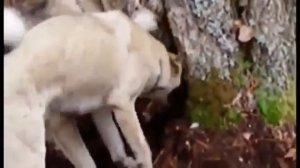 Профессиональная охота в западной Сибири с гибридам волка и лайки Казис Буошко