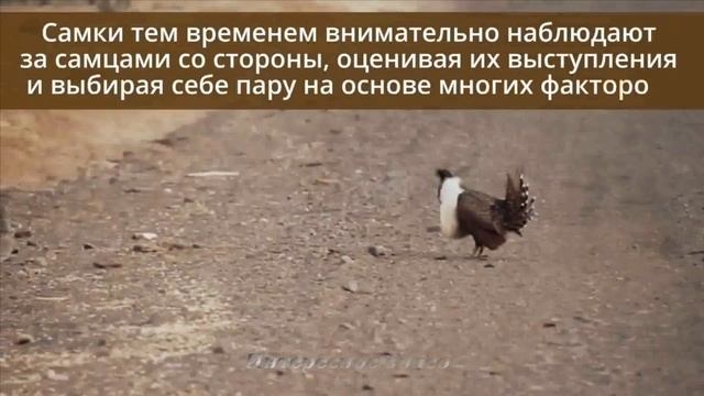 Безумные ухаживания шалфейного тетерева смотреть онлайн