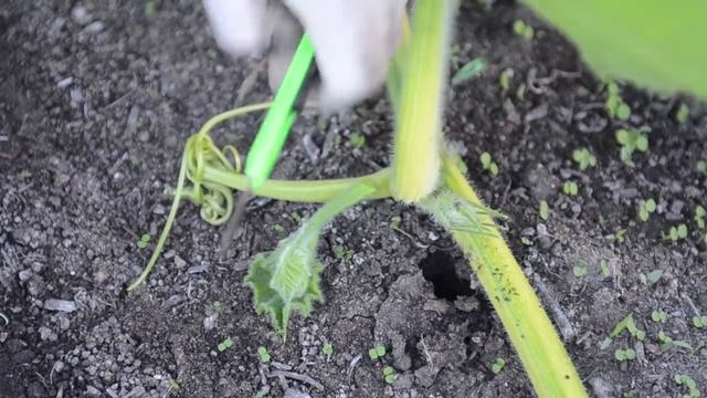 Grow Big Pumpkins - Vine Burying, Pollination, Vine Training смотреть онлайн