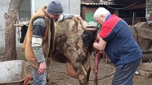 не отходит послед у коровы ,что делать  ?Вырвал послед у коровы живьём!!!