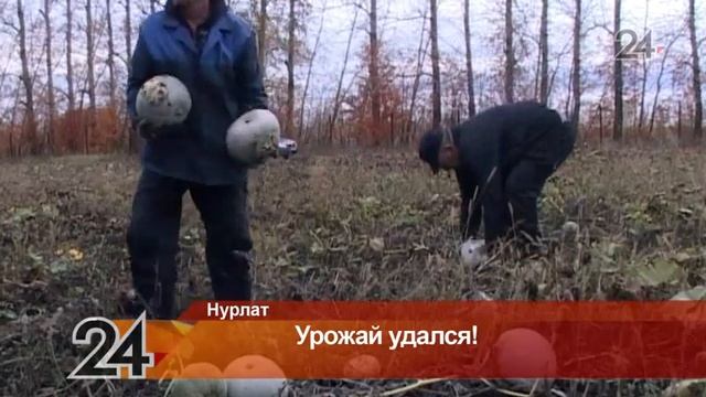С полей Нурлатского района собрали тыкву