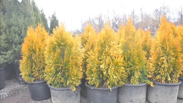 Deer Don't Like Forever Goldy® Arborvitae Thuja plicata '4EVER' On Sale смотреть онлайн