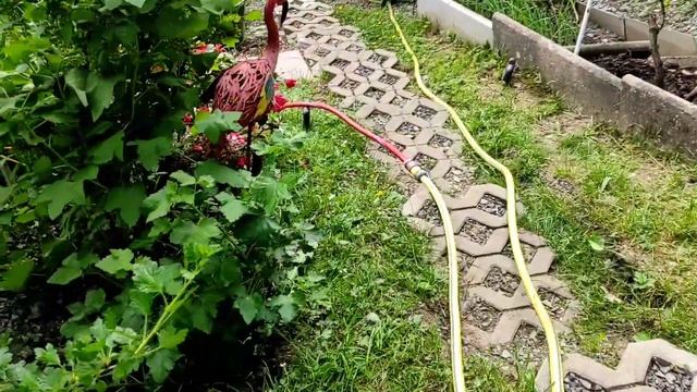 Подкормка клубники и винограда в средине мая.Часть 1. смотреть онлайн