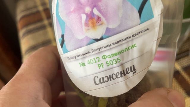 Что случилось с моими растюшками с Орхорая смотреть онлайн