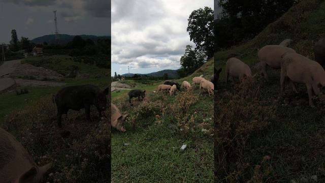 В гостях у Хрюши.mp4 смотреть онлайн