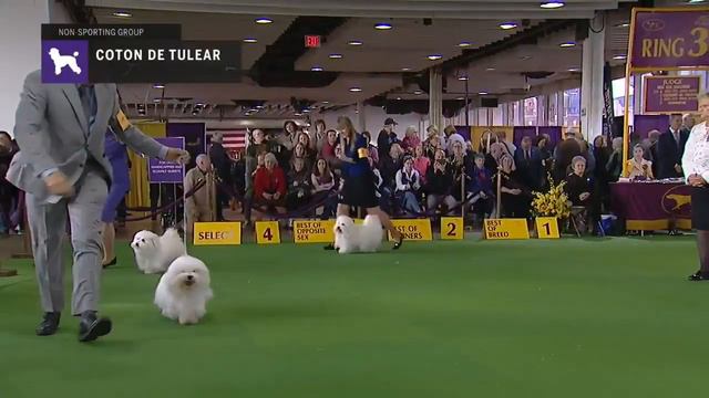 Cotons De Tulear | Breed Judging 2019