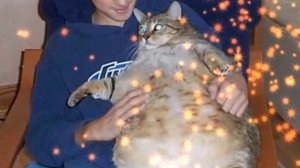 Ржачные, толстые коты!