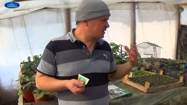 ОЧЕНЬ ВАЖНО! ОБРАБОТКА РАССАДЫ АНТИСТРЕССОВЫМ СТИМУЛЯТОРОМ. смотреть онлайн