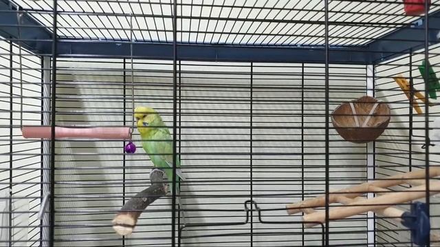 СТРИМ On Line Ответы на вопросы о волнистых попугаях смотреть онлайн